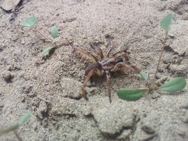 Nemesiidae - Marina di Grosseto/Castiglion della Pescaia